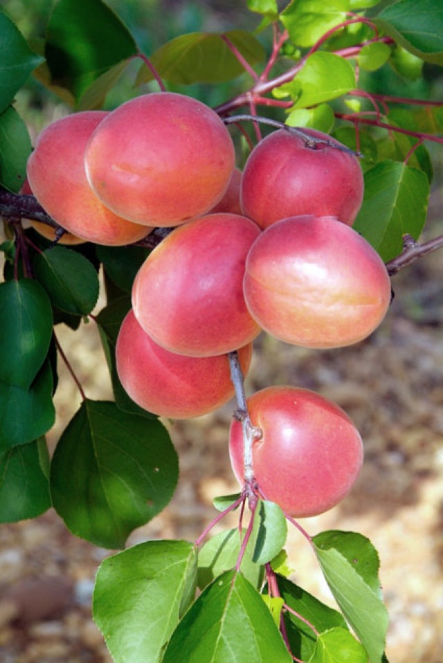 Prunus armeniaca Magic cot