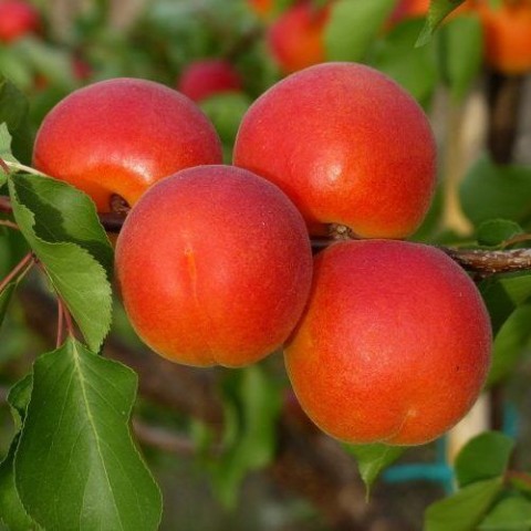 Prunus armeniaca Tsunami